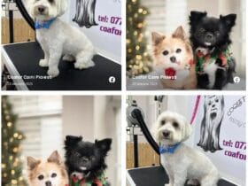 prahovaonline.ro ciorna automata