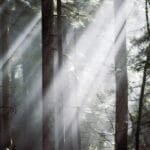 prahovaonline.ro padurile din prahova bogatie naturala biodiversitate si importanta pentru mediu