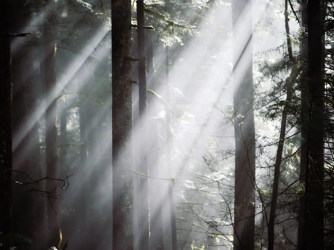 Pădurile din Prahova – Bogăție Naturală, Biodiversitate și Importanță pentru Mediu 🌲🏞️ 25 prahovaonline.ro padurile din prahova bogatie naturala biodiversitate si importanta pentru mediu