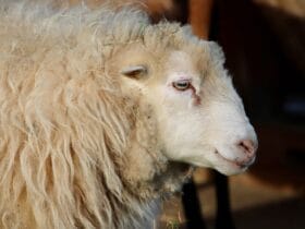 Alertă Antrax: Pericolul din Spatele Cărnii și Brânzei "100% Naturale" Vândute pe Facebook 51 alerta antrax pericolul din spatele carnii si branzei 100 naturale vandute pe facebook