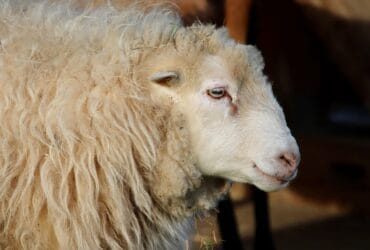 Alertă Antrax: Pericolul din Spatele Cărnii și Brânzei "100% Naturale" Vândute pe Facebook 60 alerta antrax pericolul din spatele carnii si branzei 100 naturale vandute pe facebook