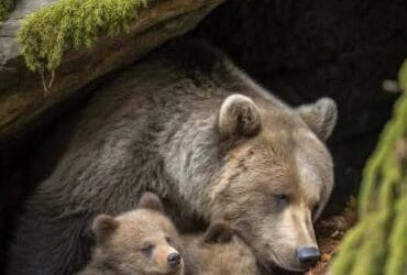 ce faci daca gasesti o ursoaica cu pui pe traseu in bucegi ghid de supravietuire