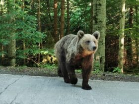 Cum te Aperi de Urs în Prahova: Ghid de Supraviețuire pentru Turiști și Localnici 30 cum te aperi de urs in prahova ghid de supravietuire pentru turisti si localnici