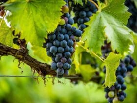 Euronews a pus Prahova pe harta viticolă a României. Reportaj excepțional despre comorile de pe Drumul Vinului 57 euronews a pus prahova pe harta viticola a romaniei reportaj exceptional despre comorile de pe drumul vinului