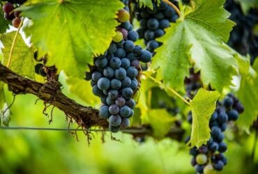 Euronews a pus Prahova pe harta viticolă a României. Reportaj excepțional despre comorile de pe Drumul Vinului 69 euronews a pus prahova pe harta viticola a romaniei reportaj exceptional despre comorile de pe drumul vinului